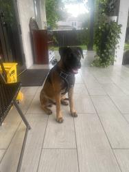 Found/Stray Male Dog last seen Near SW 217 ave hmstd Florida 33033, Homestead, FL 33030