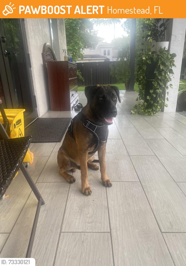Found/Stray Male Dog last seen Near SW 217 ave hmstd Florida 33033, Homestead, FL 33030
