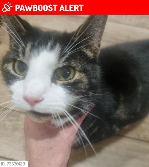 Lost Male Cat last seen Widney Manor station, West Midlands, England B91 3XE