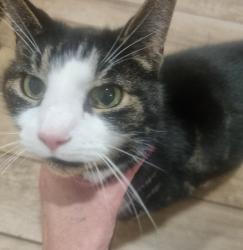 Lost Male Cat last seen Widney Manor station, West Midlands, England B91 3XE