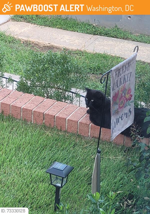 Found/Stray Unknown Cat last seen Between East Capitol Street and Central Ave SE, Washington, DC 20019