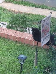 Found/Stray Unknown Cat last seen Between East Capitol Street and Central Ave SE, Washington, DC 20019