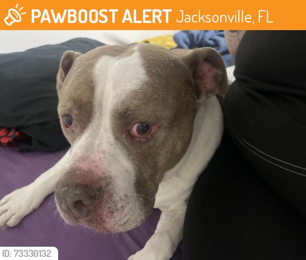 Found/Stray Male Dog last seen Schindler, Jacksonville, FL 32244