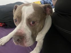 Found/Stray Male Dog last seen Schindler, Jacksonville, FL 32244