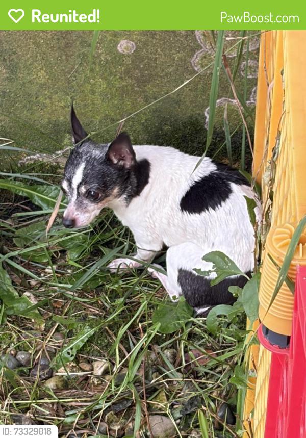 Reunited Unknown Dog last seen 34th street and Tannery Creek Dr., Allegan Township, MI 49010