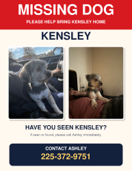Lost Female Dog last seen E.Sheraton Ave, Baton Rouge, LA 70815