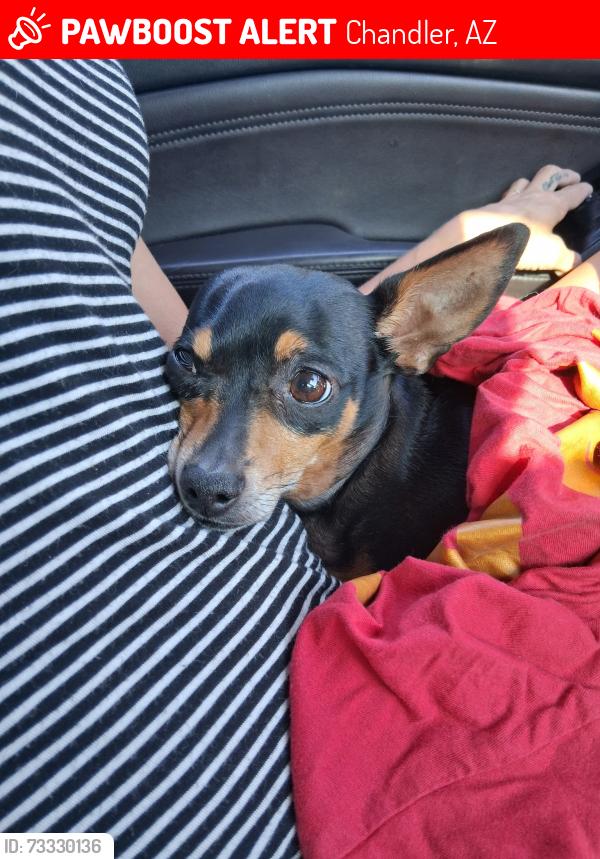 Lost Female Dog last seen Hamilton and Pecos, Chandler, AZ 85286