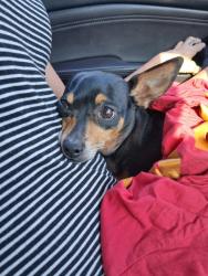 Lost Female Dog last seen Hamilton and Pecos, Chandler, AZ 85286