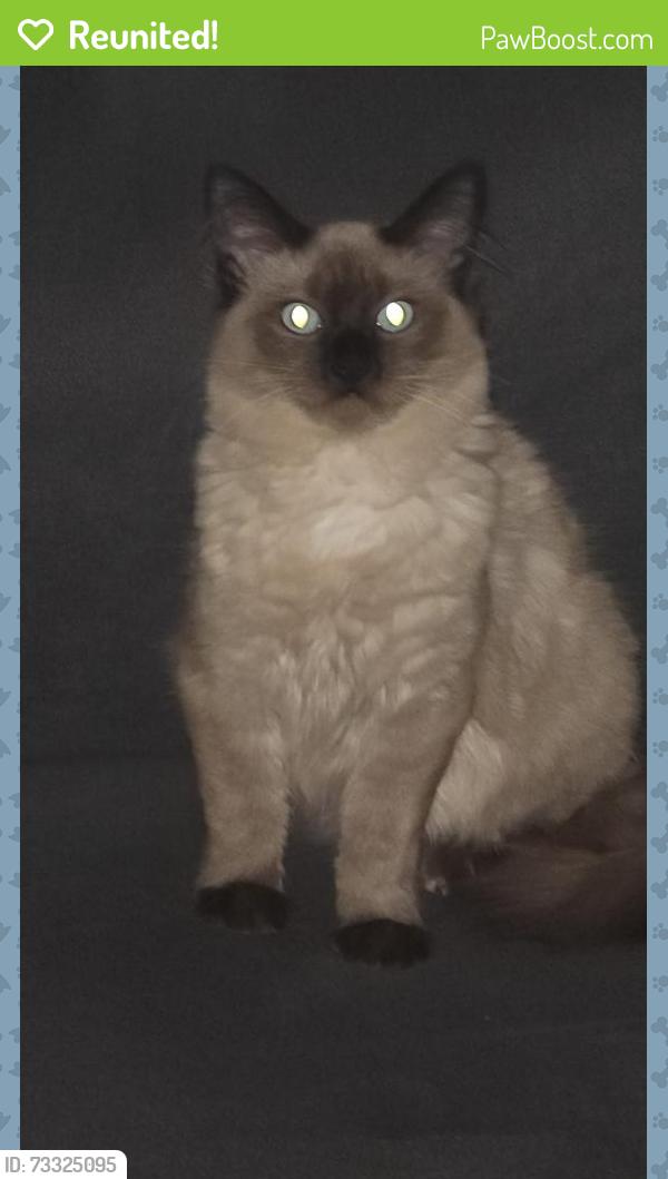 Reunited Male Cat last seen Near langer rd deanside, Deanside, VIC 3336