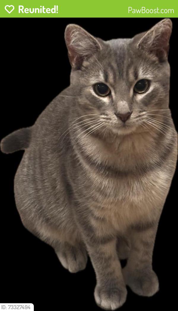 Reunited Male Cat last seen South Grove Street, DeLand, FL 32724