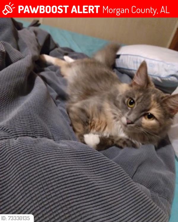Lost Female Cat last seen Natural bridge rd, Morgan County, AL 35640
