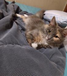 Lost Female Cat last seen Natural bridge rd, Morgan County, AL 35640