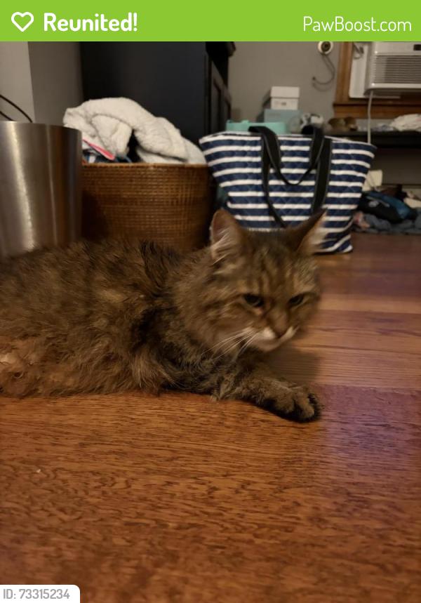 Reunited Female Cat last seen Westville Rd, Hilltop Rd, West Pine, Plaistow, NH 03865