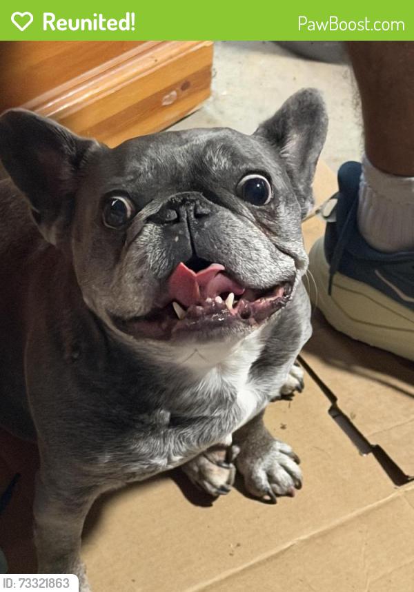 Reunited Female Dog last seen Lakemoor Hills, Knoxville, TN 37920