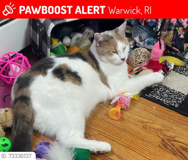 Lost Female Cat last seen Norwood section, Warwick, RI 02888
