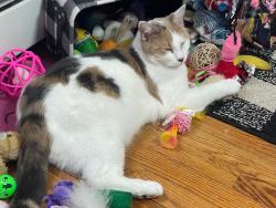 Lost Female Cat last seen Norwood section, Warwick, RI 02888