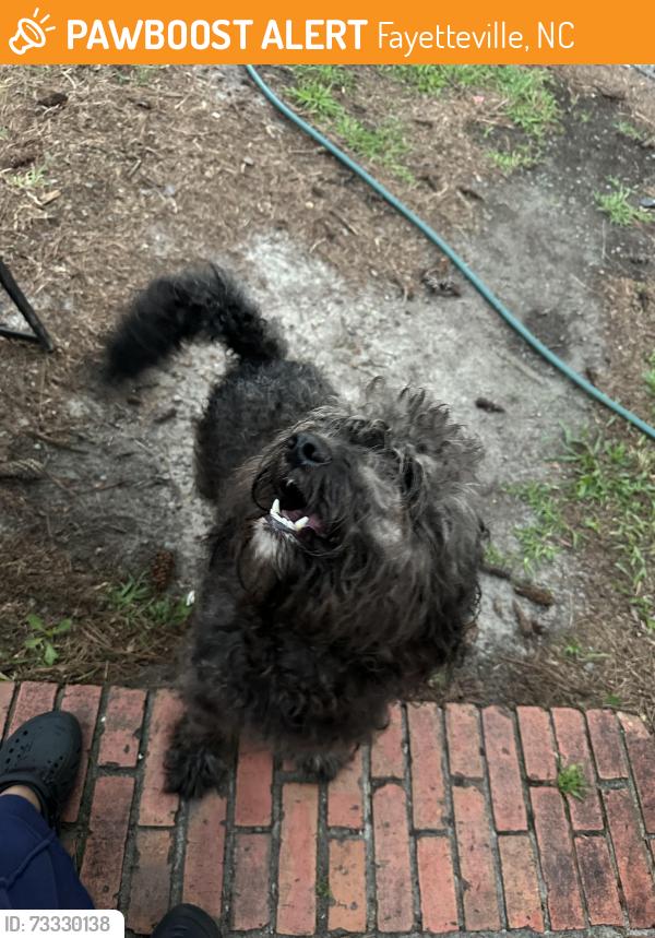 Found/Stray Unknown Dog last seen Fort Bragg rd, Fayetteville, NC 28303