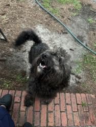 Found/Stray Unknown Dog last seen Fort Bragg rd, Fayetteville, NC 28303