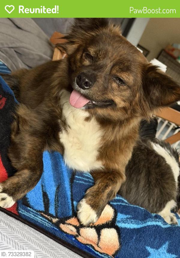 Reunited Female Dog last seen Jen Fontes way, Sacramento, CA 95828
