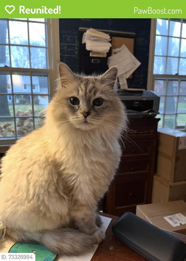 Reunited Male Cat last seen Mosher Rd, Delmar, NY 12054
