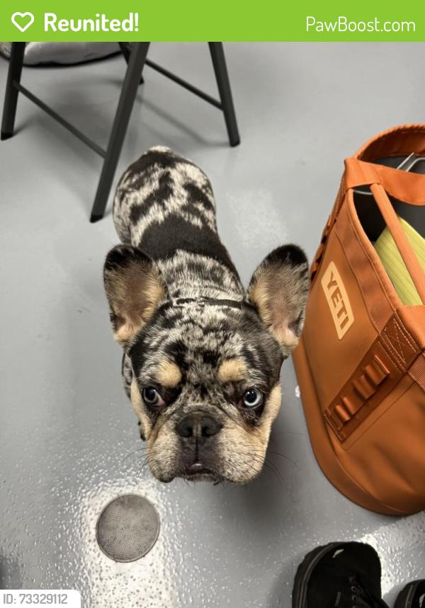 Reunited Male Dog last seen Shepherd Rd, Mulberry, FL 33860