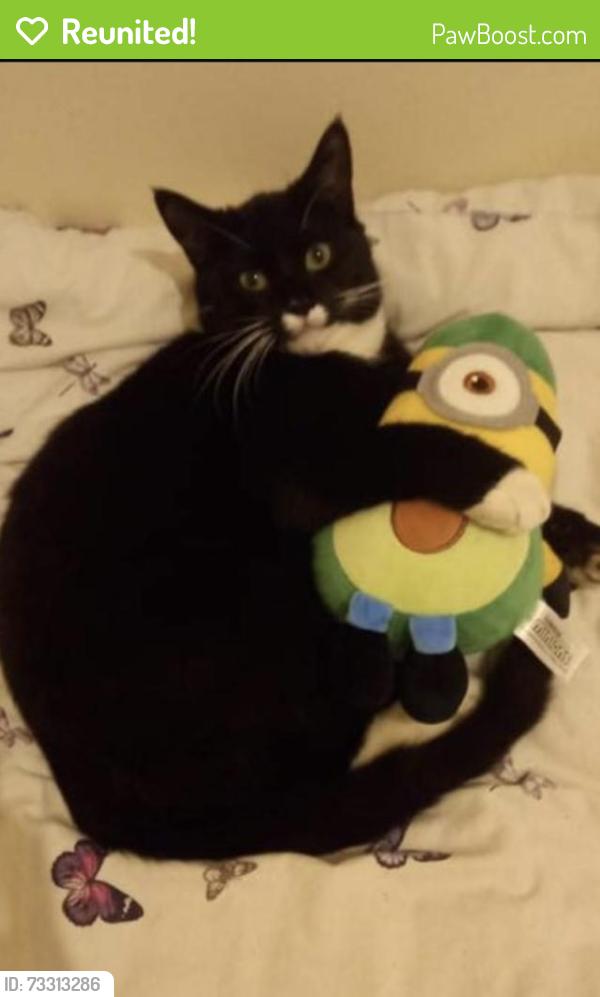 Reunited Male Cat last seen Eliot street , Bootle, L20, , England L20