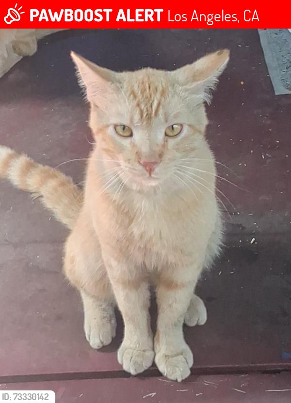 Lost Male Cat last seen Zamora st, Los Angeles, CA 90011