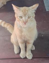 Lost Male Cat last seen Zamora st, Los Angeles, CA 90011