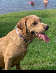 Lost Female Dog last seen River Bluff Drive, Dunn, NC 28334