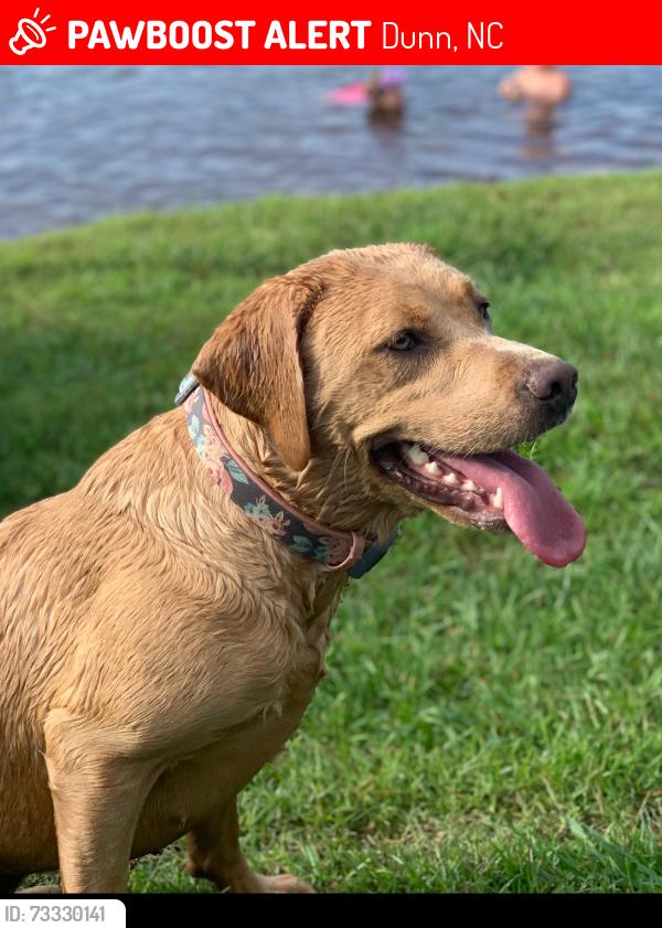 Lost Female Dog last seen River Bluff Drive, Dunn, NC 28334