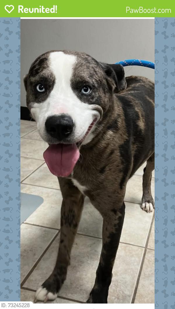 Reunited Male Dog last seen By McDonald fm 78 and Williams paschall elementary, San Antonio, TX 78244