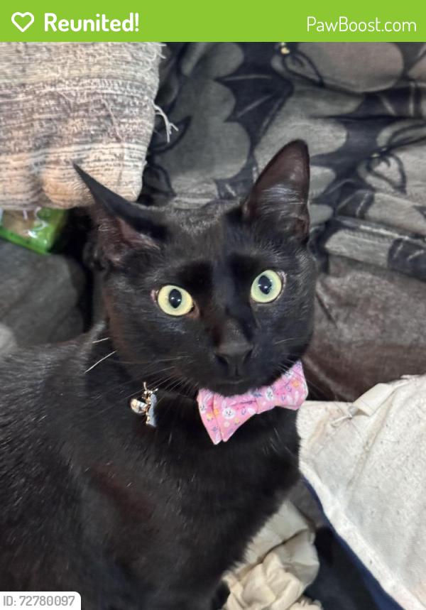 Reunited Male Cat last seen Princeton and whitherspoon, Nutley, NJ 07110