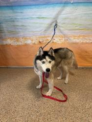 Shelter Stray Male Dog last seen 760NW 45 ST, 3599 NW 79th Ave, Doral, FL 33122, USA