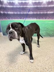 Shelter Stray Male Dog last seen Near BLOCK NE 11 ST, 3599 NW 79th Ave, Doral, FL 33122, USA
