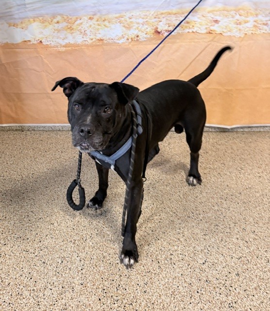 Shelter Stray Male Dog last seen Near BLOCK ST AND 32 AVE, 3599 NW 79th Ave, Doral, FL 33122, USA