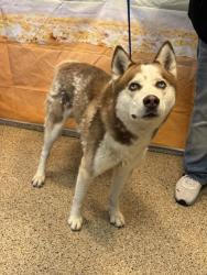 Shelter Stray Male Dog last seen Near BLOCK SW 117 AVE, 3599 NW 79th Ave, Doral, FL 33122, USA