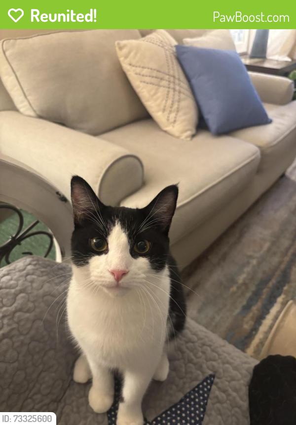Reunited Male Cat last seen Spring Park Circle, Suwanee, GA 30024
