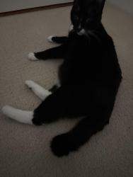 Reunited Male Cat last seen Near Crowley Drive, Vancouver, BC V5R 6G9