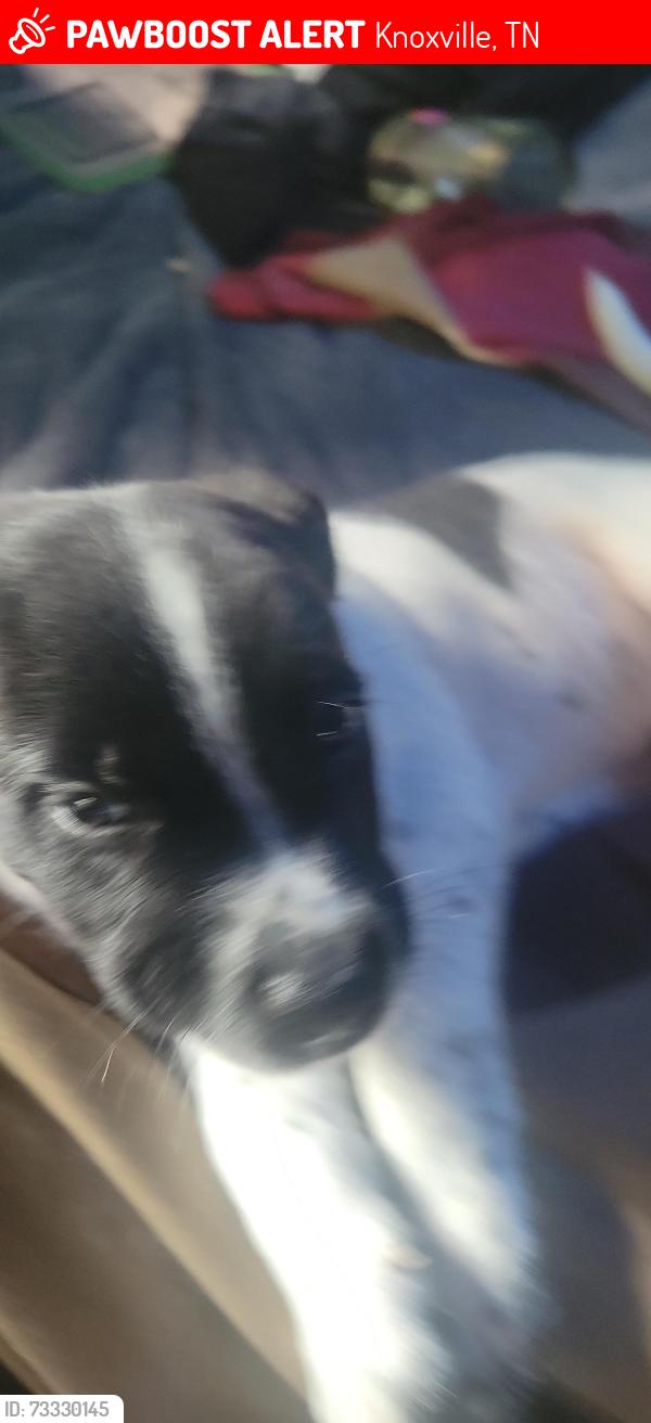 Lost Male Dog last seen Cherry street exit, Knoxville, TN 37914