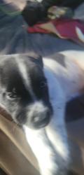 Lost Male Dog last seen Cherry street exit, Knoxville, TN 37914