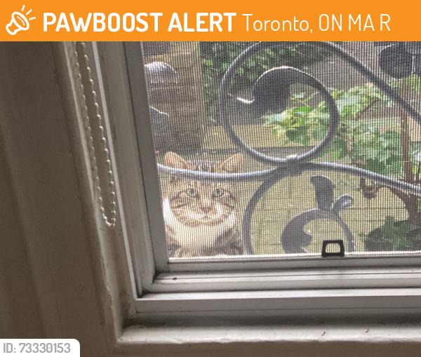 Found/Stray Unknown Cat last seen Seaton and Dundas, Toronto, ON M5A 4R9