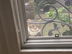 Found/Stray Unknown Cat last seen Seaton and Dundas, Toronto, ON M5A 4R9