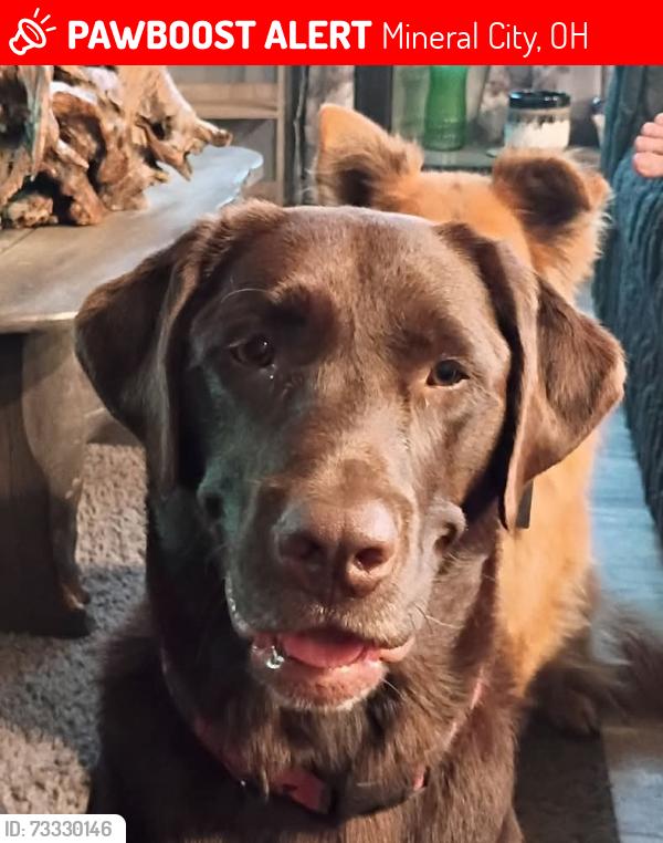 Lost Female Dog last seen Somerdale Rd/Riggle Hill/SR 212 East, Mineral City, OH 44656