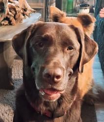 Lost Female Dog last seen Somerdale Rd/Riggle Hill/SR 212 East, Mineral City, OH 44656