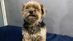 Lost Male Dog last seen esquina com antonio rodrigues frois, proximo a quadra Monte Sião, Candelária, MG 31535-540