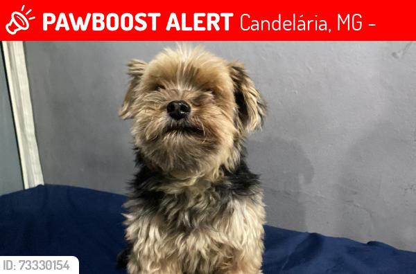 Lost Male Dog last seen esquina com antonio rodrigues frois, proximo a quadra Monte Sião, Candelária, MG 31535-540