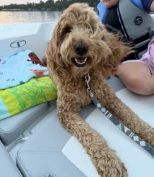 Lost Female Dog last seen River bluff drive, Dunn, NC 28334