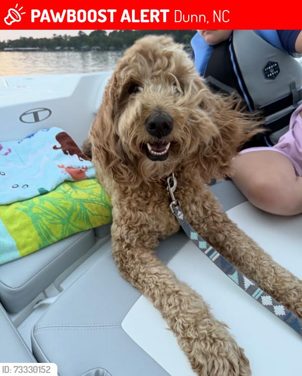 Lost Female Dog last seen River bluff drive, Dunn, NC 28334