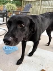 Reunited Female Dog last seen Bibb City Event Center, Columbus, GA 31904