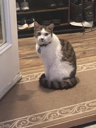 Reunited Male Cat last seen Near Paxtang Avenue and Derry Street, Harrisburg, PA 17111